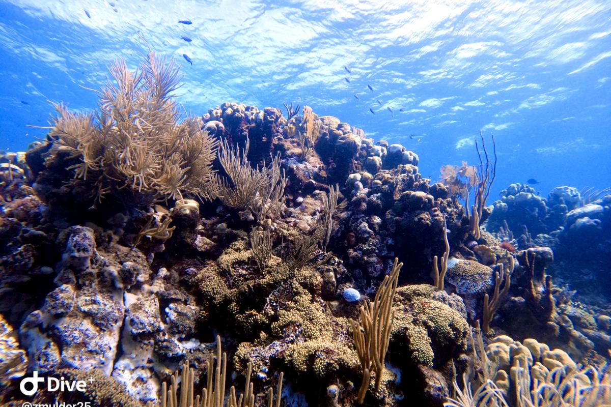 Coral reef in Curacao