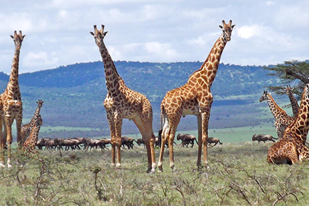 Giraffes in Tanzania