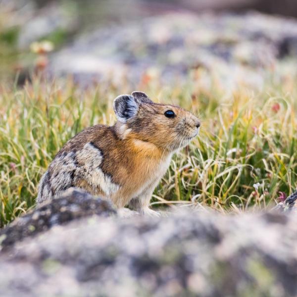 Student artwork: American Pika by Alex Bauch