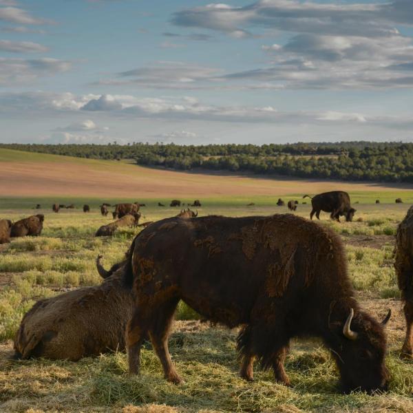 Student artwork: American Bison by Austin Nash