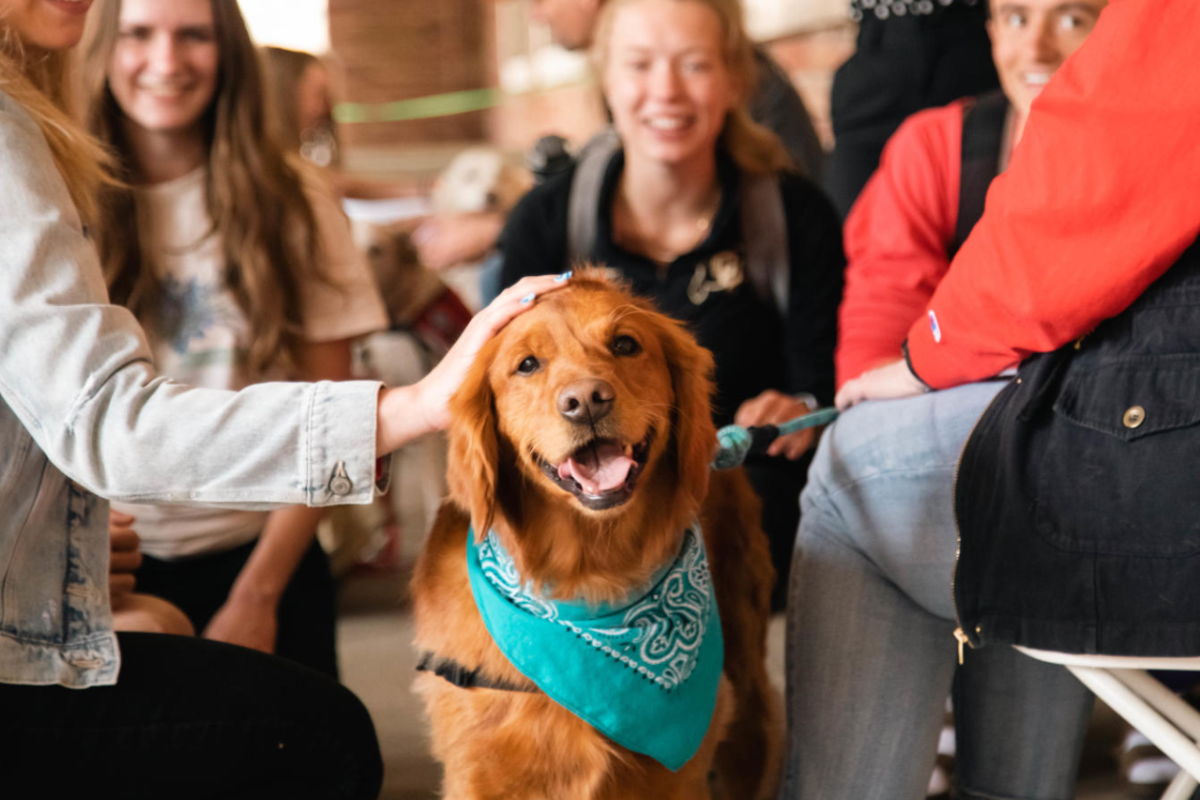 therapy dog