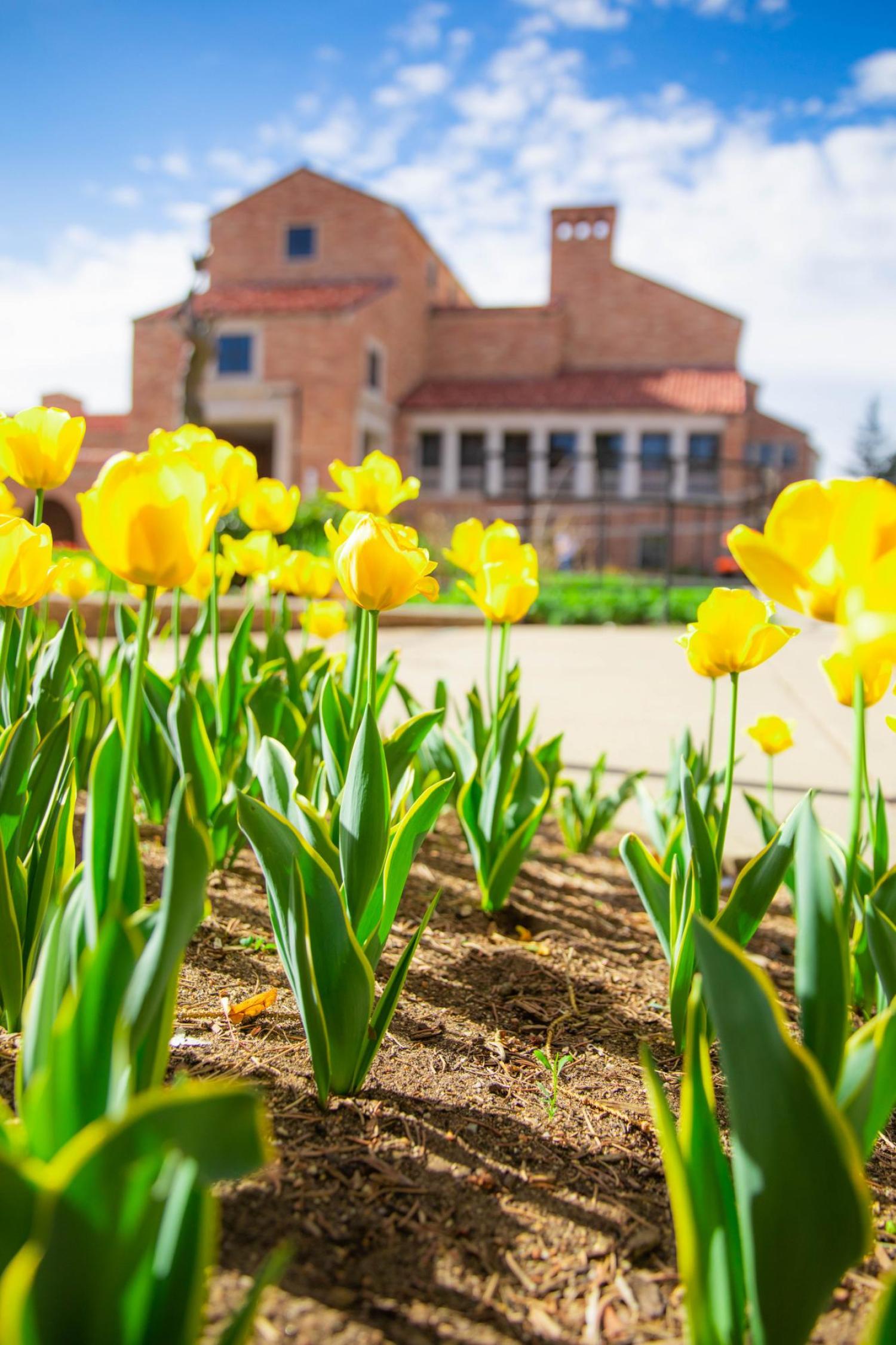 Tulips on CU Boulder campus