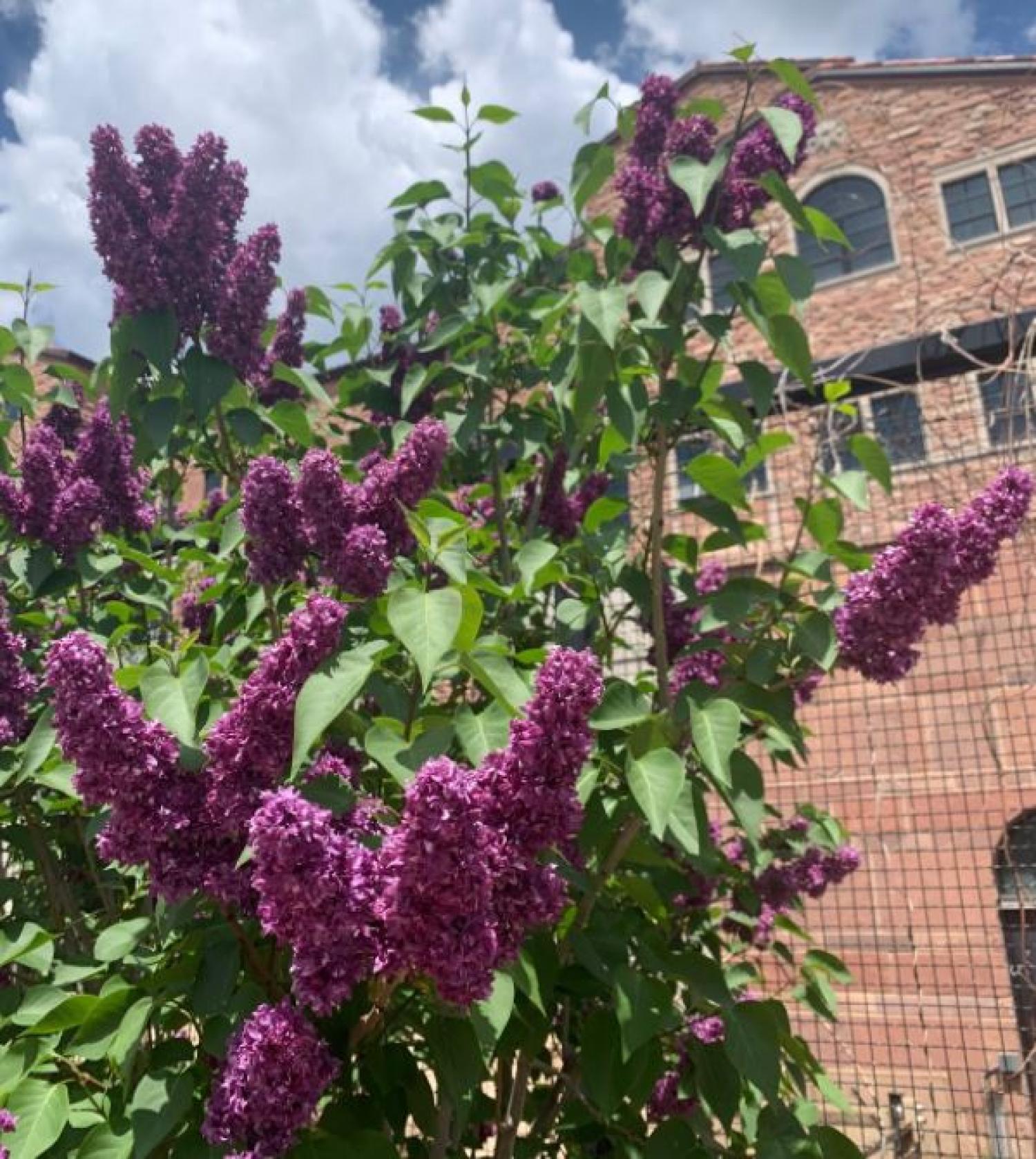 Lilacs