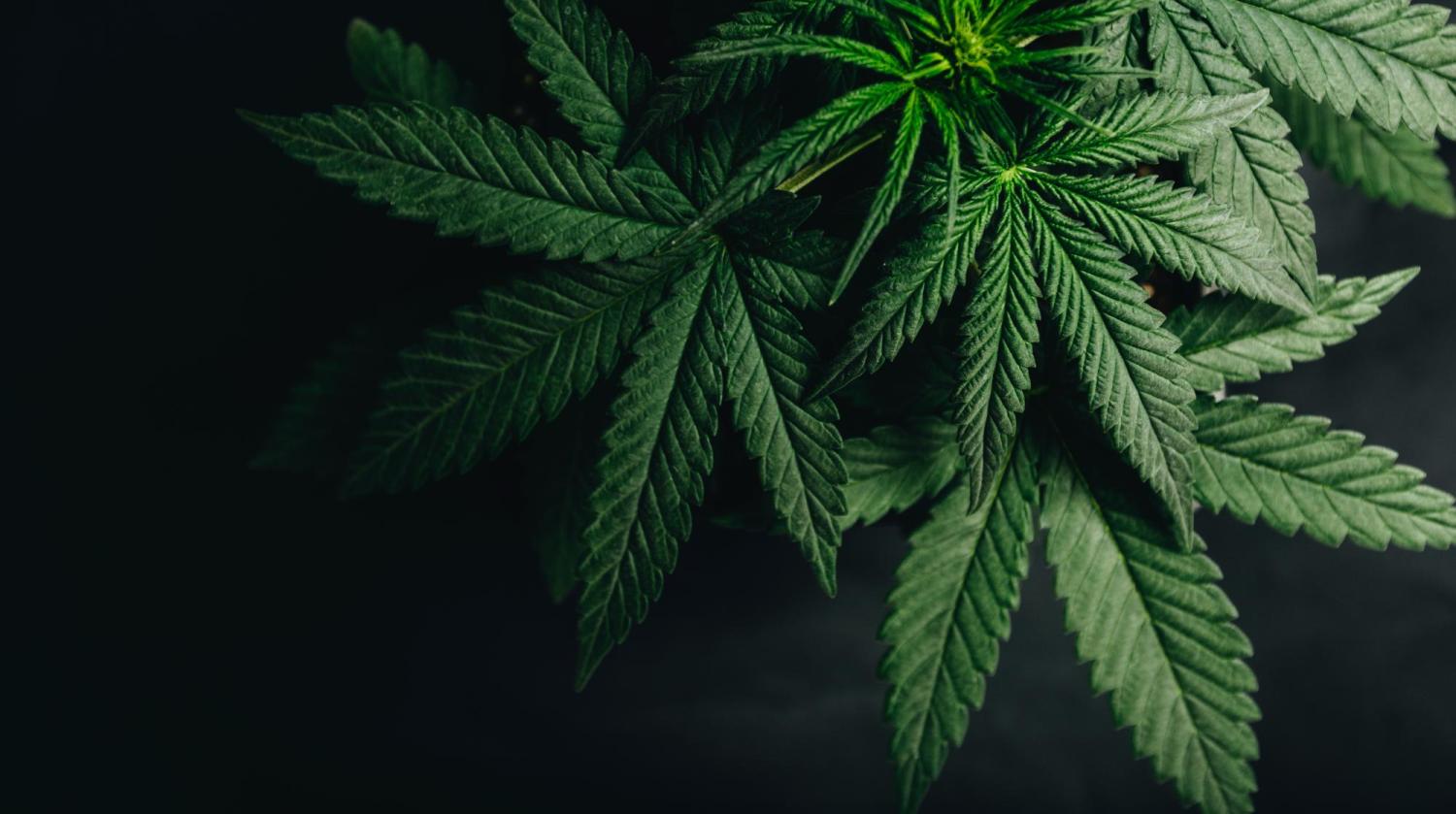 marijuana
