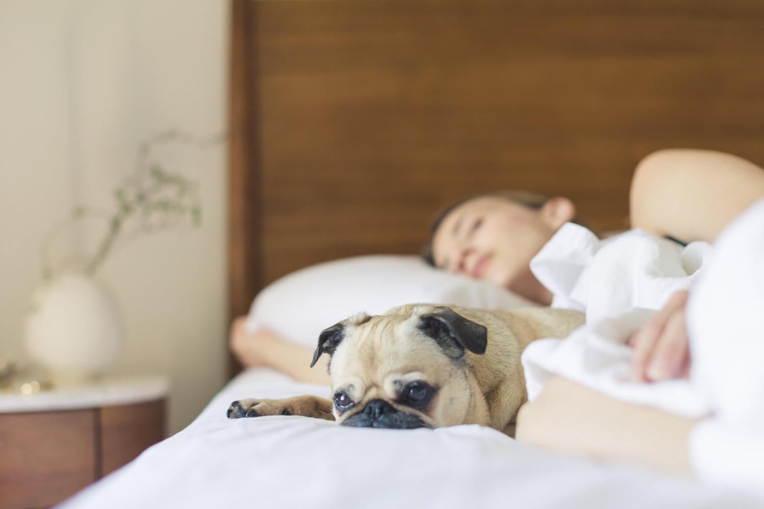 Woman sleeping with a pug.