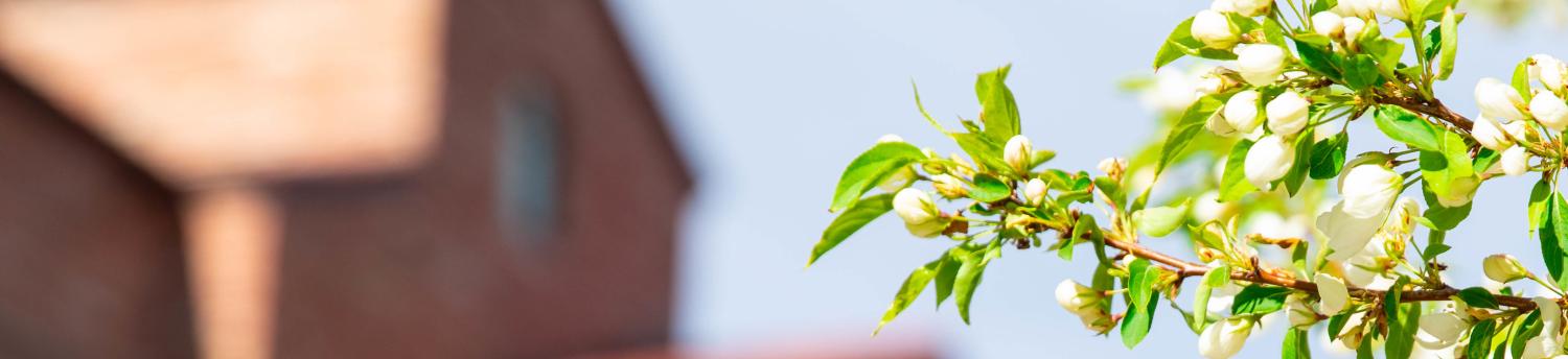 spring flowers