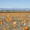 cornfield and pumpkins