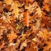 Fall leaves on the ground