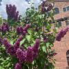 Lilacs