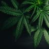 marijuana