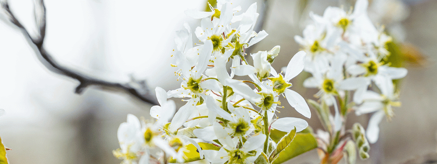 spring flowers banner