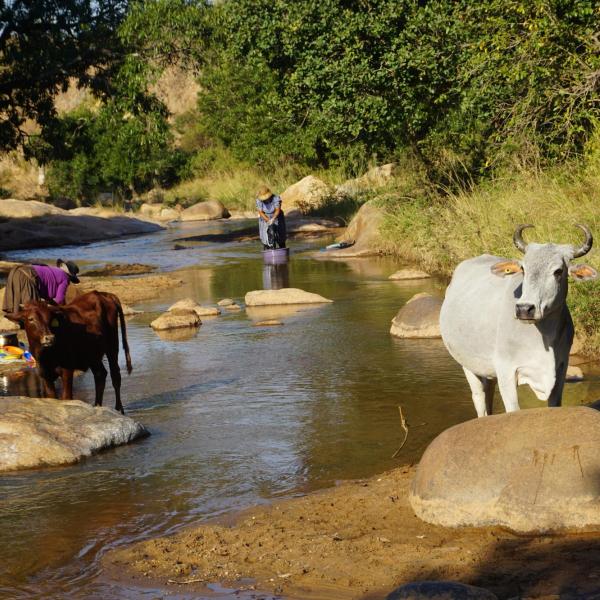 Local wildlife in river