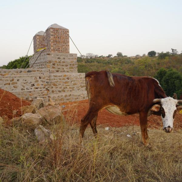 Cow in front of tower