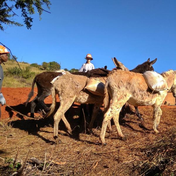 Pack mules transporting materials