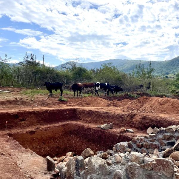 Cows by anchor pit