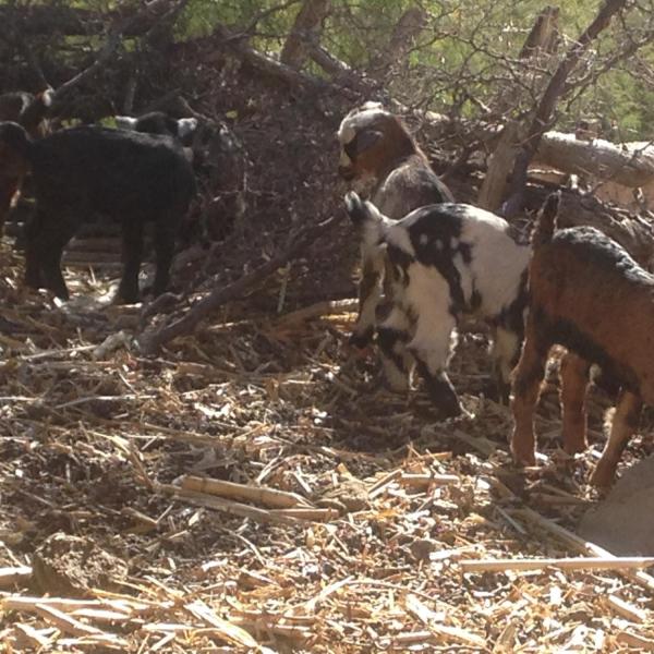 Local Goats