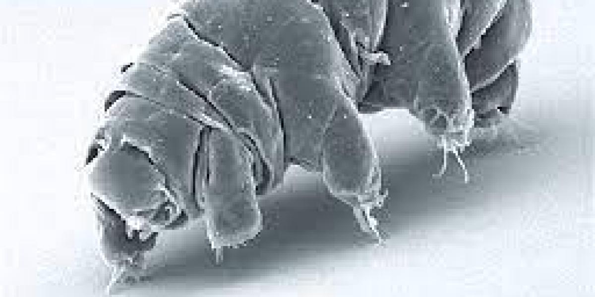 tardigrade