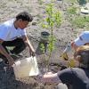 Three college students crouch around a plot of dirt. Two of the student hold a young sapling up as it is positioned into the ground, while the other pours a bucket of water onto the base of the plant