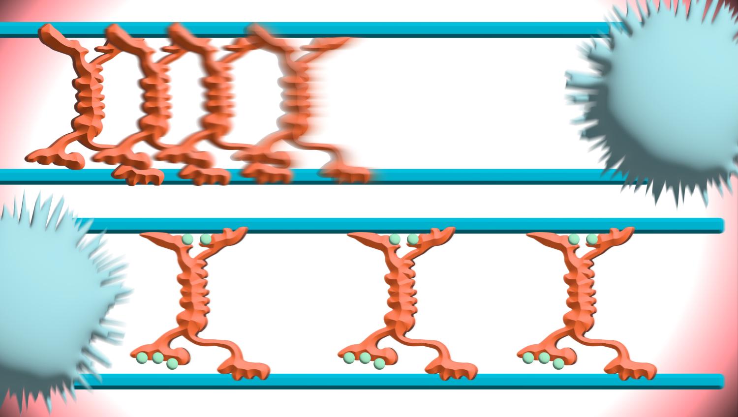 Illustration representing cellular motor protein kinesin-5