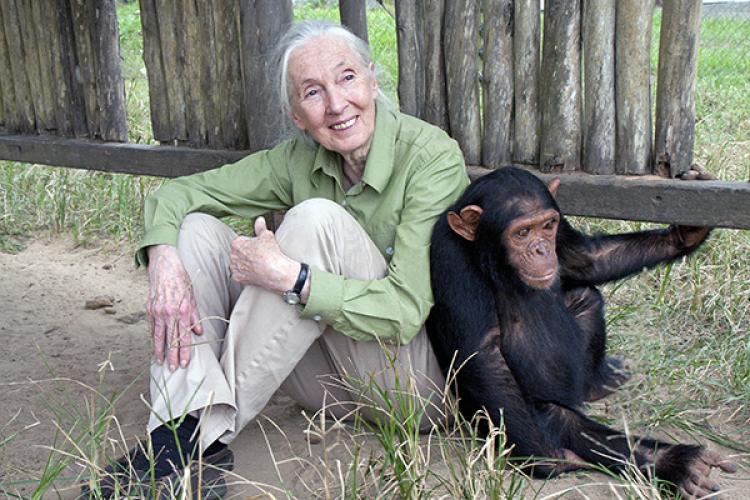 Jane Goodall Portrait