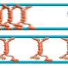 Illustration representing cellular motor protein kinesin-5
