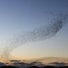 Flock of birds in the sky