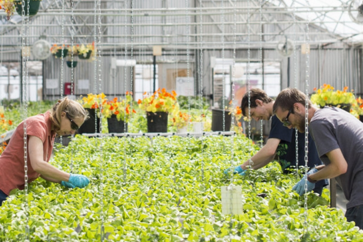 Growhaus image