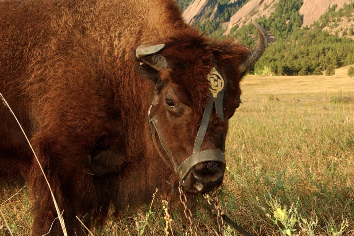 Ralphie