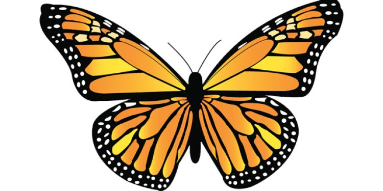 monarch