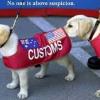 dogs customs