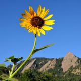 Sunflower over Flatirons