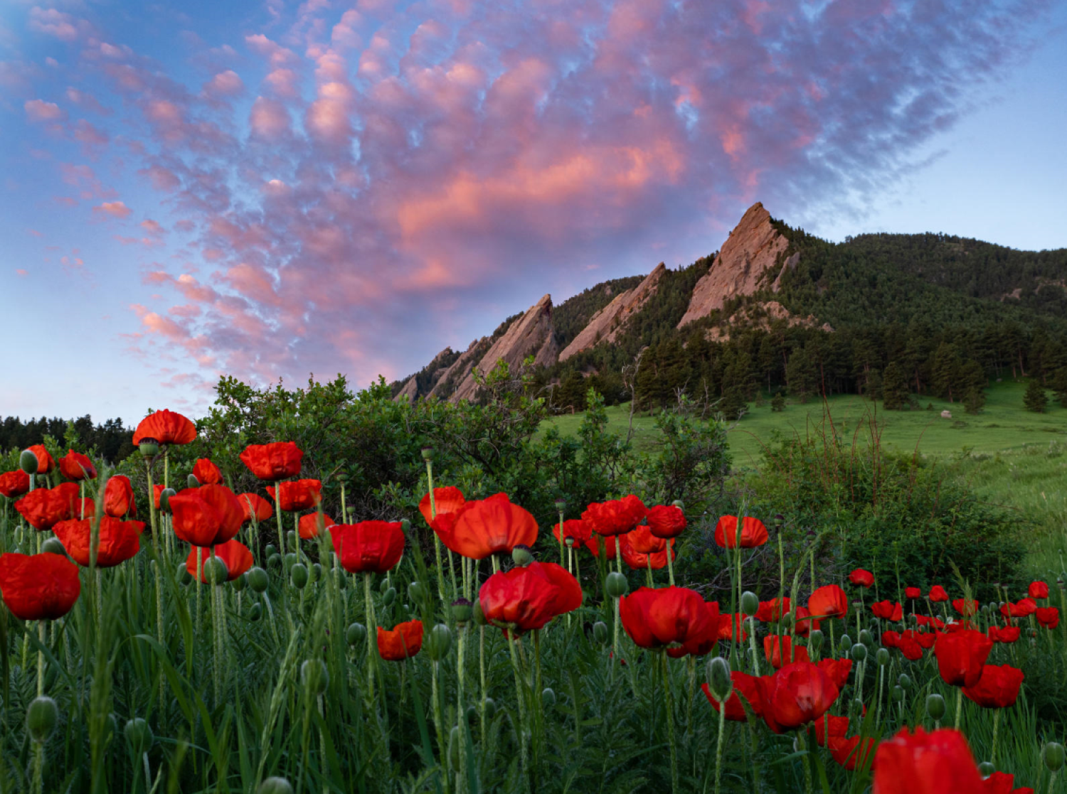 Flowered Flatirons