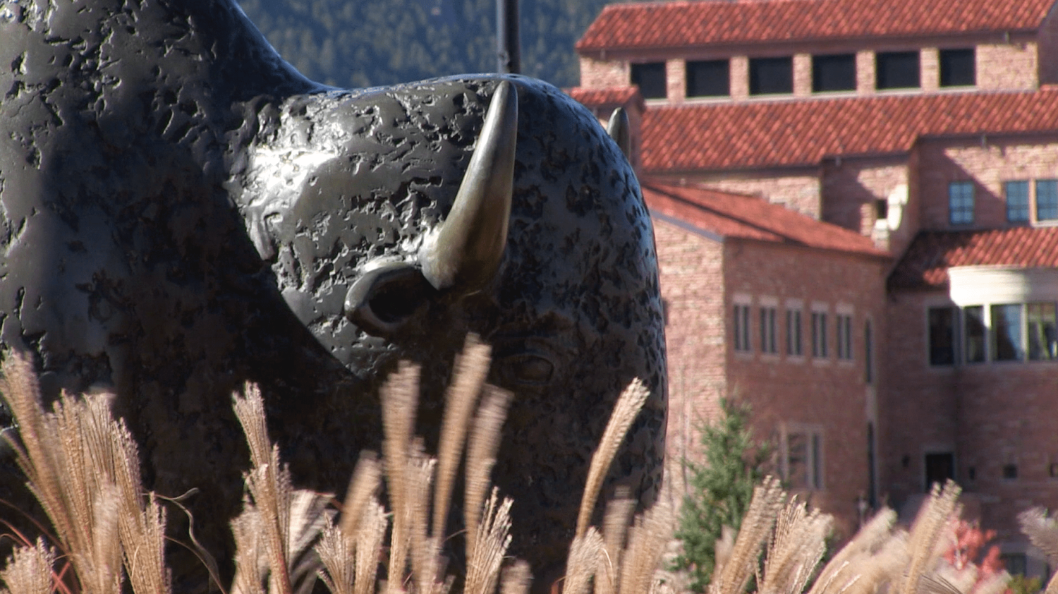 Ralphie housing image