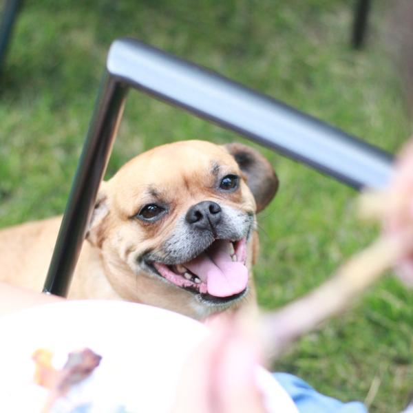Paul Voakes' dog, Lucy