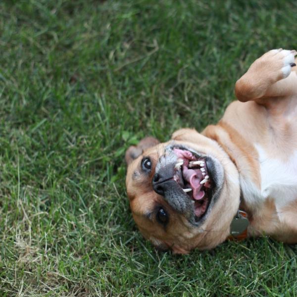 Paul Voakes' dog, Lucy