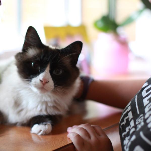 Paul Voakes' cat