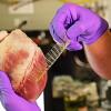 3D Printed material stretched across a porcine heart