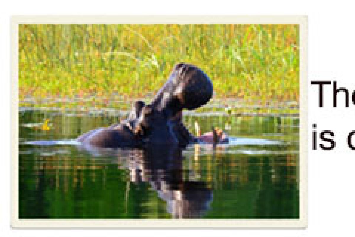A Hippo in cold water