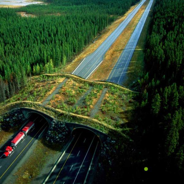 wildlife bridge over highway