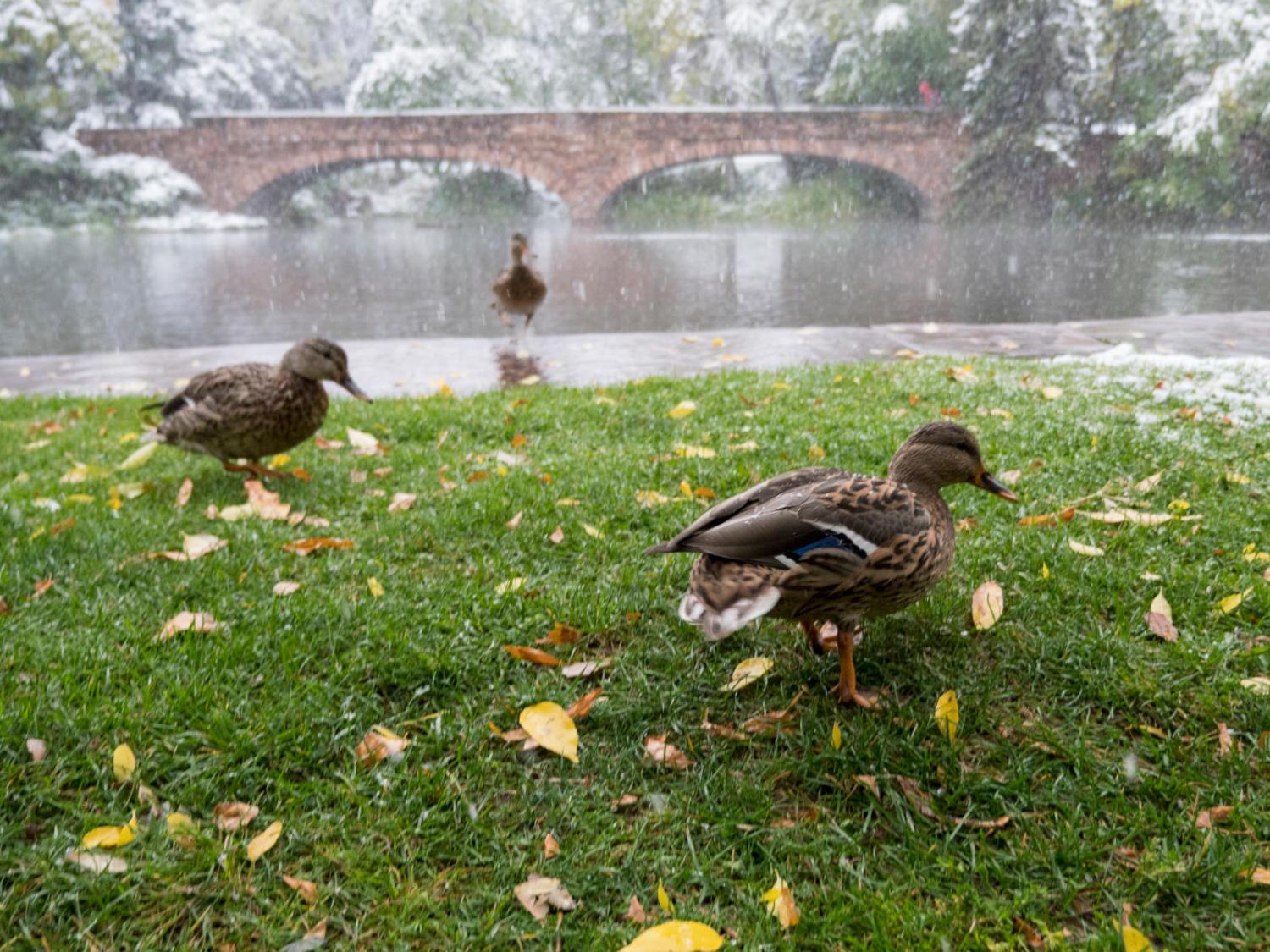 varsity lake ducks