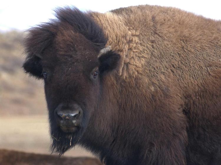 Bison