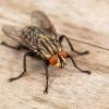 Closeup of a fly on wood.