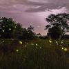 Fireflies illuminated in flight.