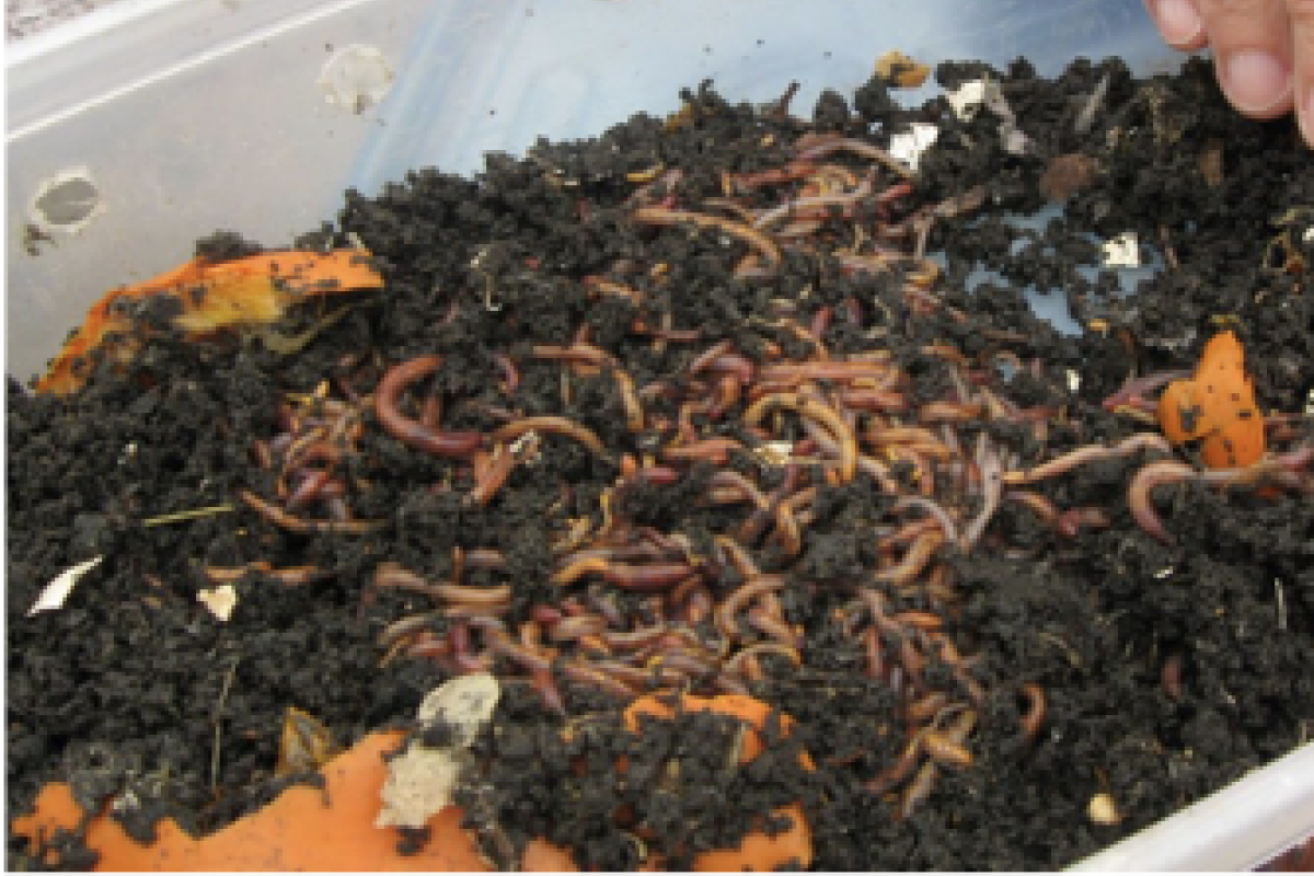 Compost