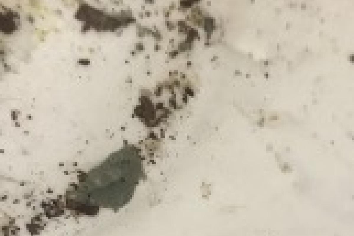 Mold growing