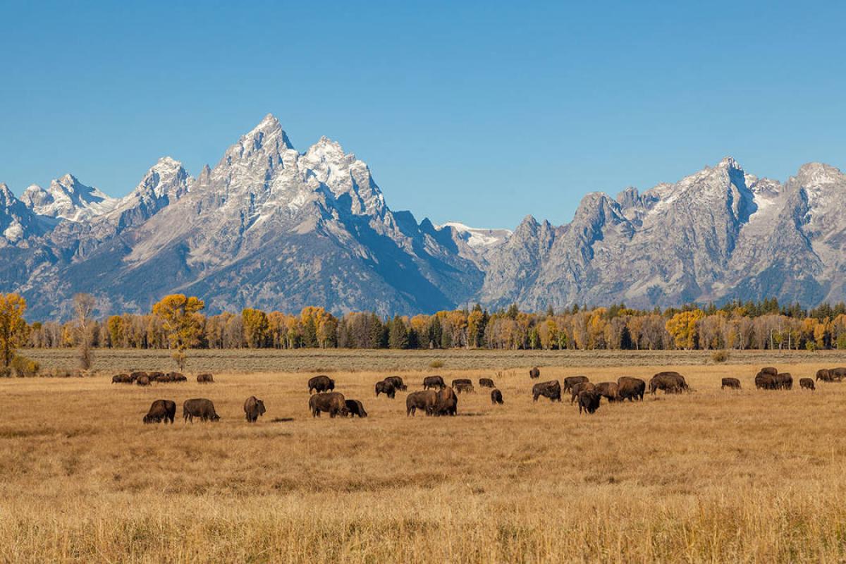 Tetons in background with herd of buffalo in pasture