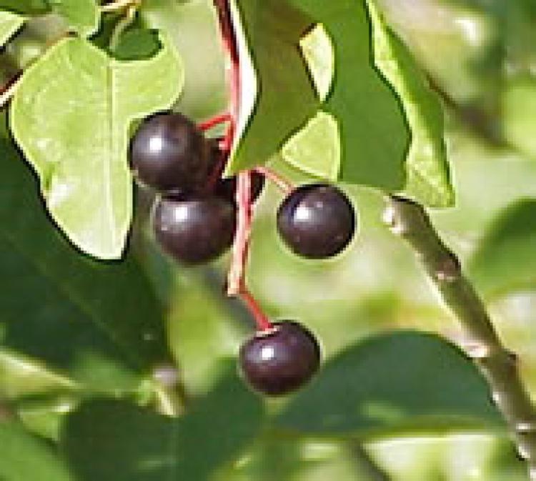 Chokecherries