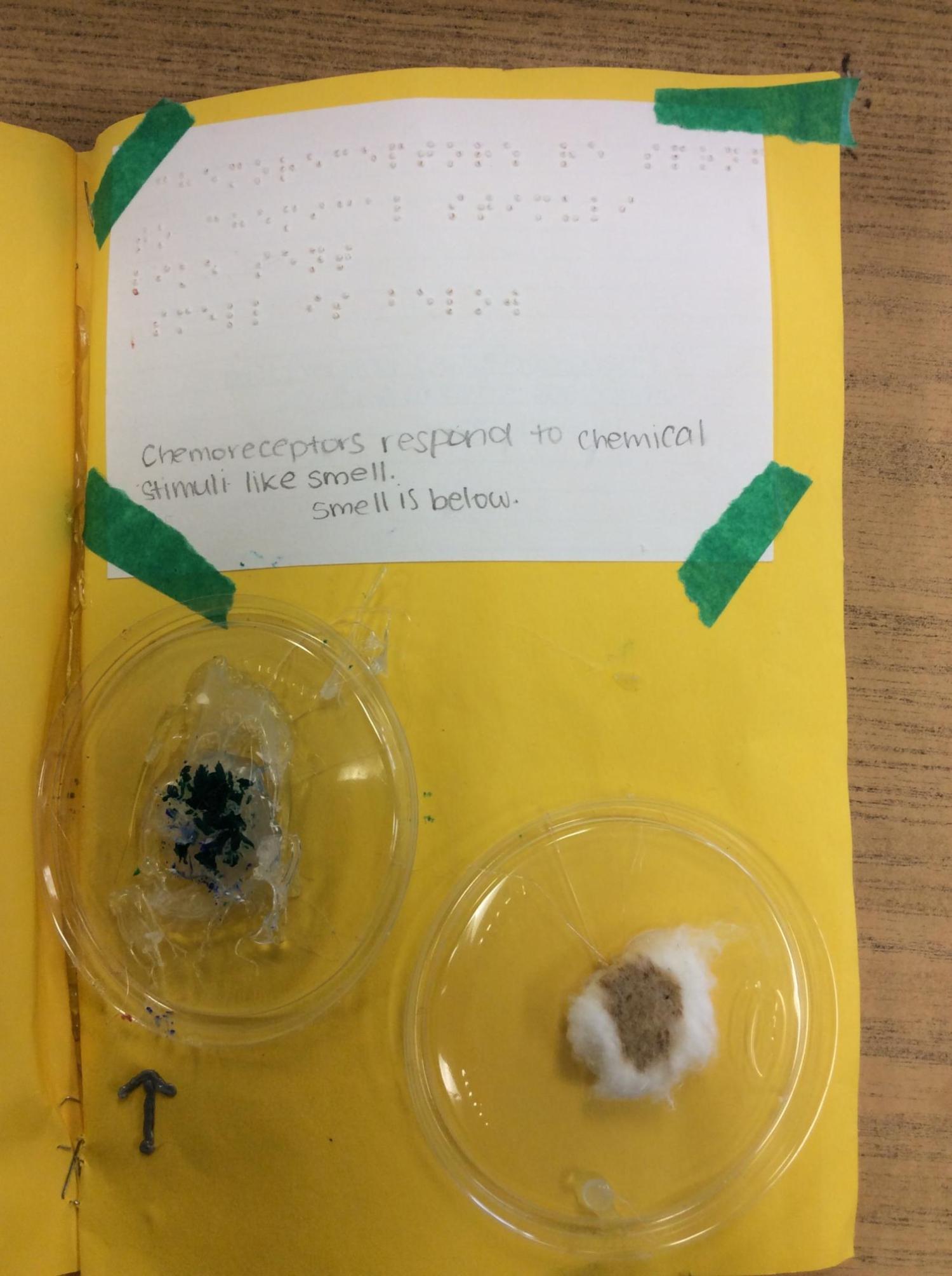 Page with two scent samples on cottonballs and braille description of chemoreceptors.
