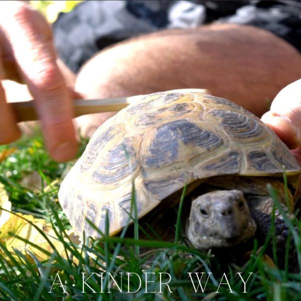 Turtle on the grass