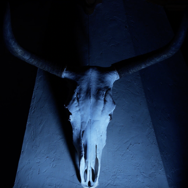 A foreboding longhorn skull